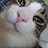 Simsim